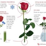 Cuidado y conservación de flores