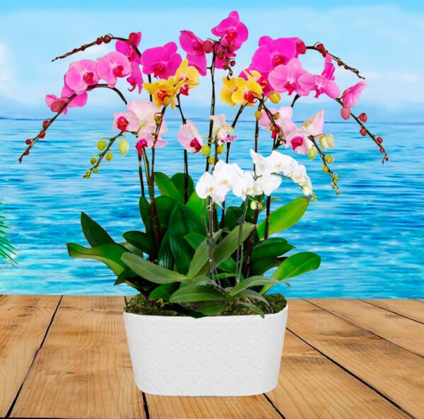 Orquídeas para Regalar - Orquidias