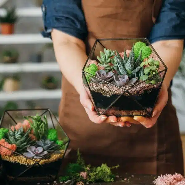 Plantas para regalar: 10 opciones ideales para sorprender
