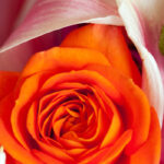 Significado de flores naranjas
