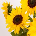 Significado de girasoles: positividad y simbolismo