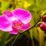 Significado de orquídeas y su simbolismo por colores