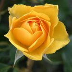 Significado de rosa amarilla