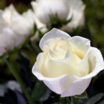 Significado de rosa blanca
