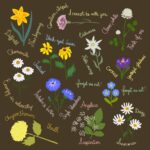 Significados de flores: descubre su esencia y simbolismo