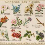 Significados de otras flores